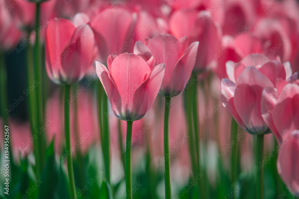 Obraz premium Tulips are in full bloom everywhere in spring.