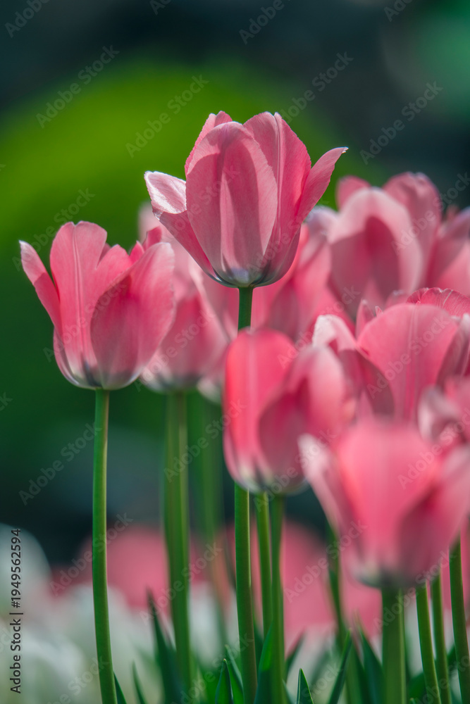 Obraz premium Tulips are in full bloom everywhere in spring.