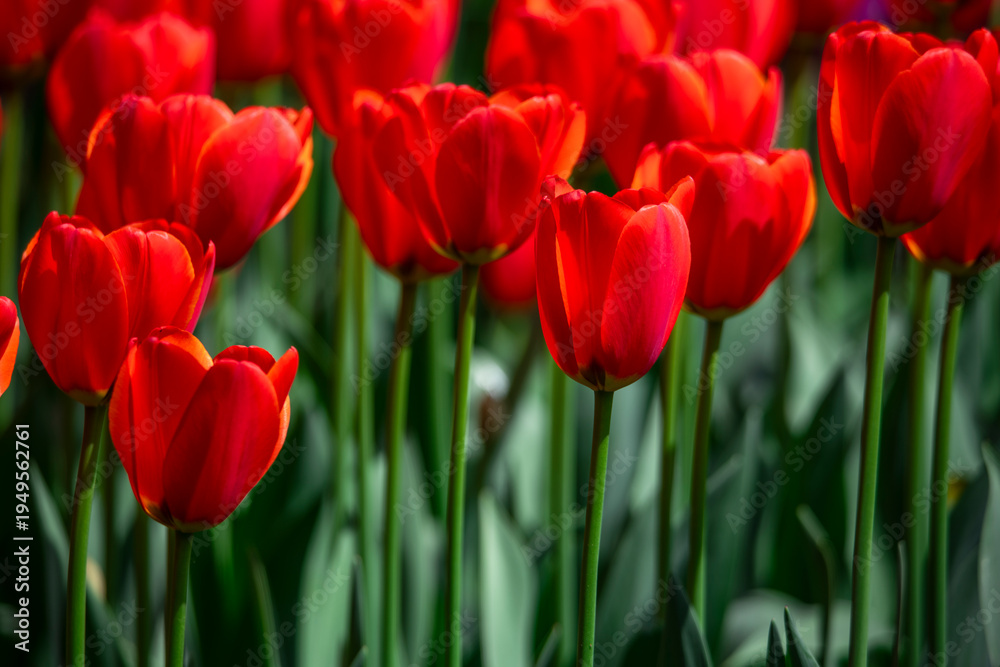 Obraz premium Tulips are in full bloom everywhere in spring.
