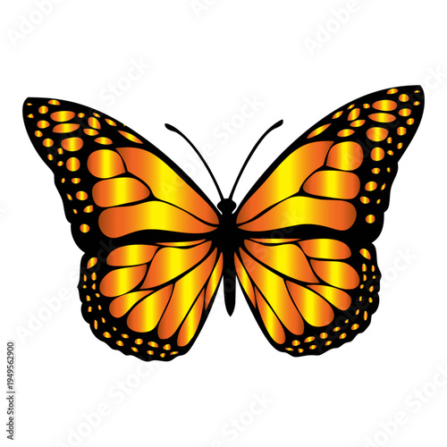 butterfly isolated on white background