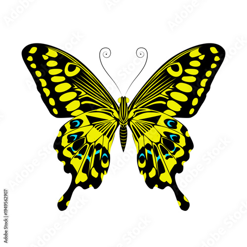 butterfly isolated on white background