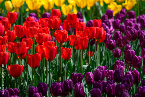 Tulips are in full bloom everywhere in spring.