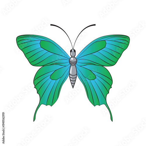 butterfly isolated on white background