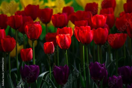 Tulips are in full bloom everywhere in spring.