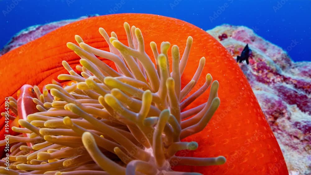 custom made wallpaper toronto digitalClose up underwater shot of a bright red anemone with yellow tentacles and a family of clownfish on a reef in Palau