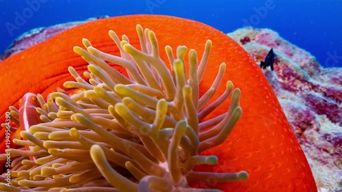 Wallpaper Mural Close up underwater shot of a bright red anemone with yellow tentacles and a family of clownfish on a reef in Palau	 Torontodigital.ca