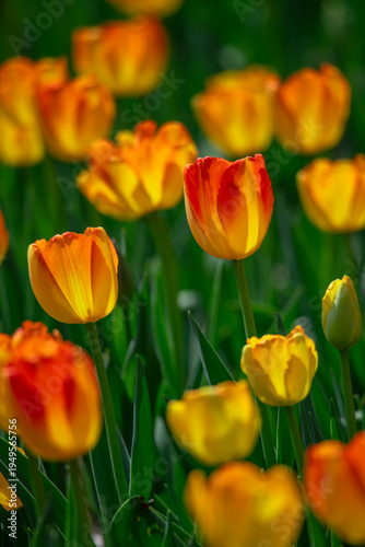 Tulips are in full bloom everywhere in spring.