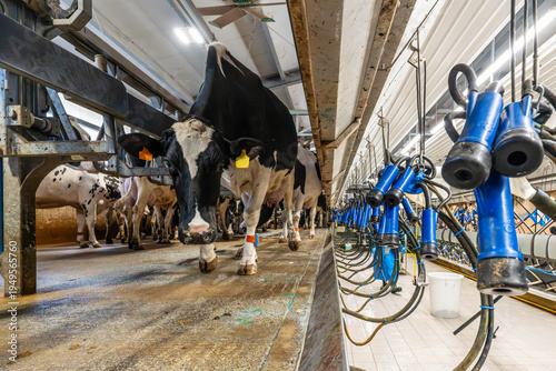 Fotografie Holstein cow in a modern milking parlor with automated systems.