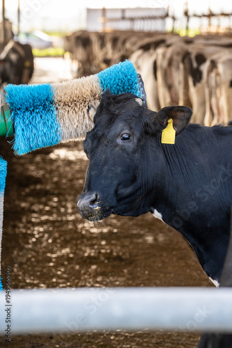 Black Holstein cow using an automatic rotating grooming brush in a barn.
