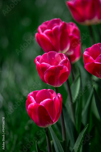 Tulips are in full bloom everywhere in spring.