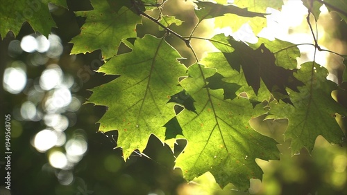 Sun shining through green tree branch with roundish bokeh with lens flare. Green leaves waving in the wind. Nature background close up. Sunny morning in park b-roll. Abstract nature background