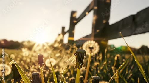 Fluffy dandelion seeds blowing away in the breeze during golden hour in a grassy meadow with dew drops and a rustic wooden fence