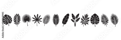 Tropical palm leaf silhouette collection with exotic jungle foliage isolated on transparent background, vector set