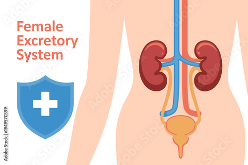 Female excretory system anatomy with medical shield and cross symbol