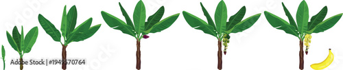 Educational diagram of banana tree life cycle and growth stages. Vector illustration isolated on white