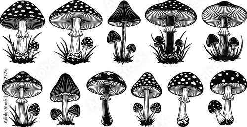 Vintage mushroom collection illustration set with detailed forest fungi silhouettes, botanical nature elements, hand drawn wild mushrooms isolated on white background for design