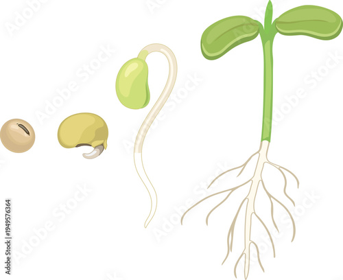 Diagram of seed germination stages. Life cycle of a bean plant from seed to seedling with root system. Educational botany illustration