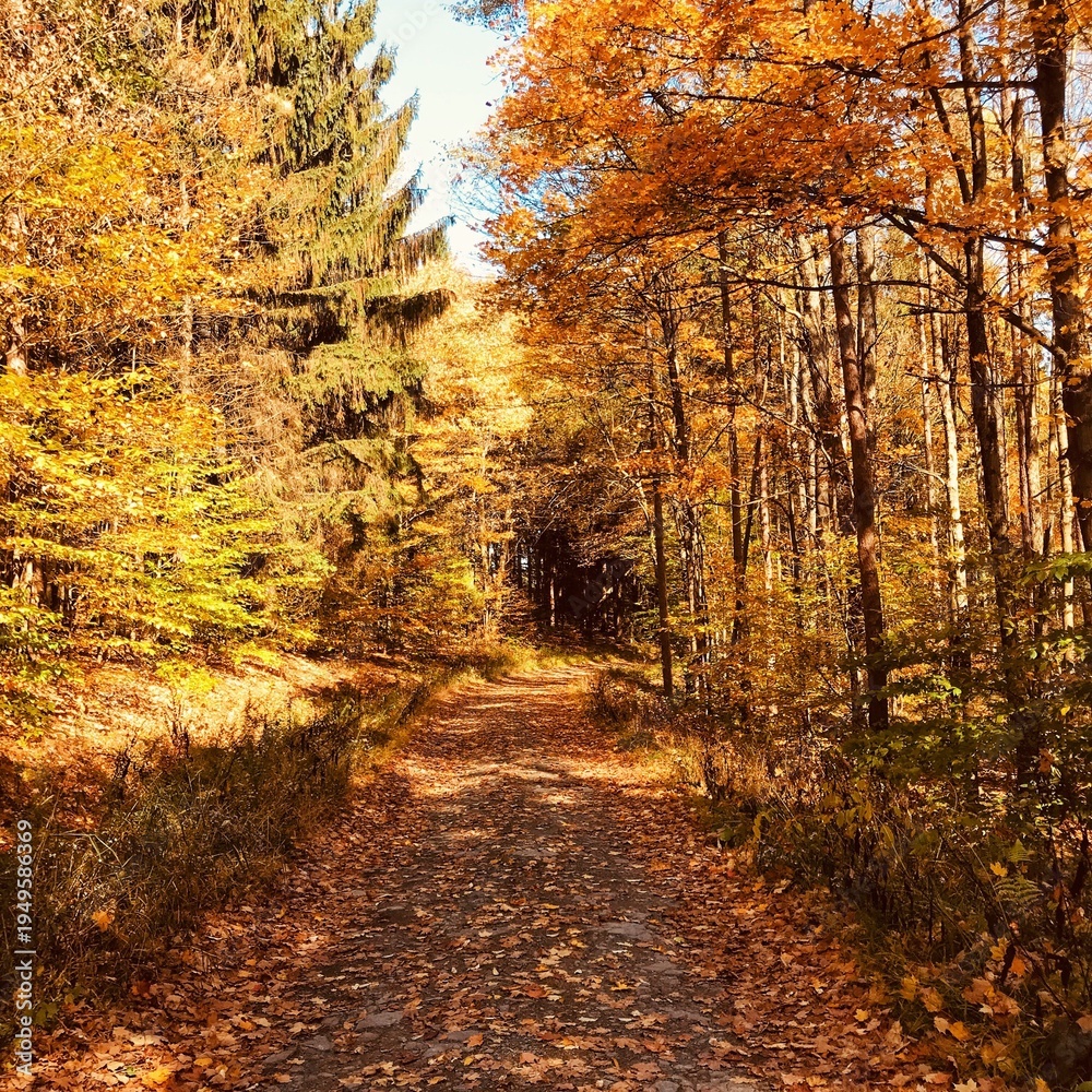 Fototapeta premium Autumn Woods