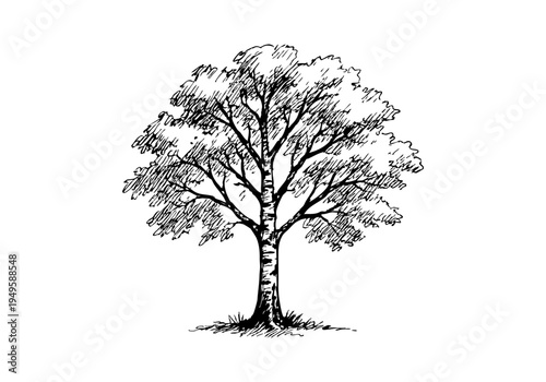 Birch Tree Hand Drawn Illustration Vector by AZ for Books, Arts, Design and Decoration Graphic Asset