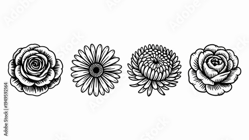 A monochrome illustration depicts four different flower types arranged in a horizontal row showcasing detailed botanical sketches high quality professional modern elegant stylish clean crisp vibrant