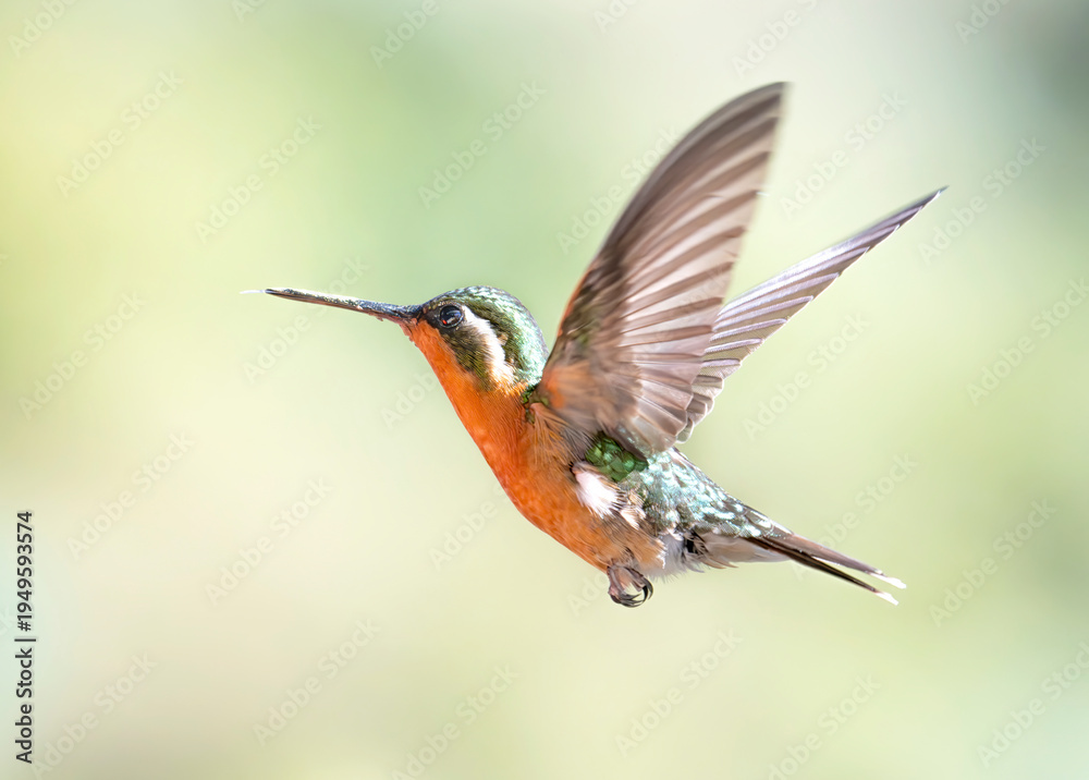 Naklejka premium The white-throated mountaingem Lampornis castaneoventris