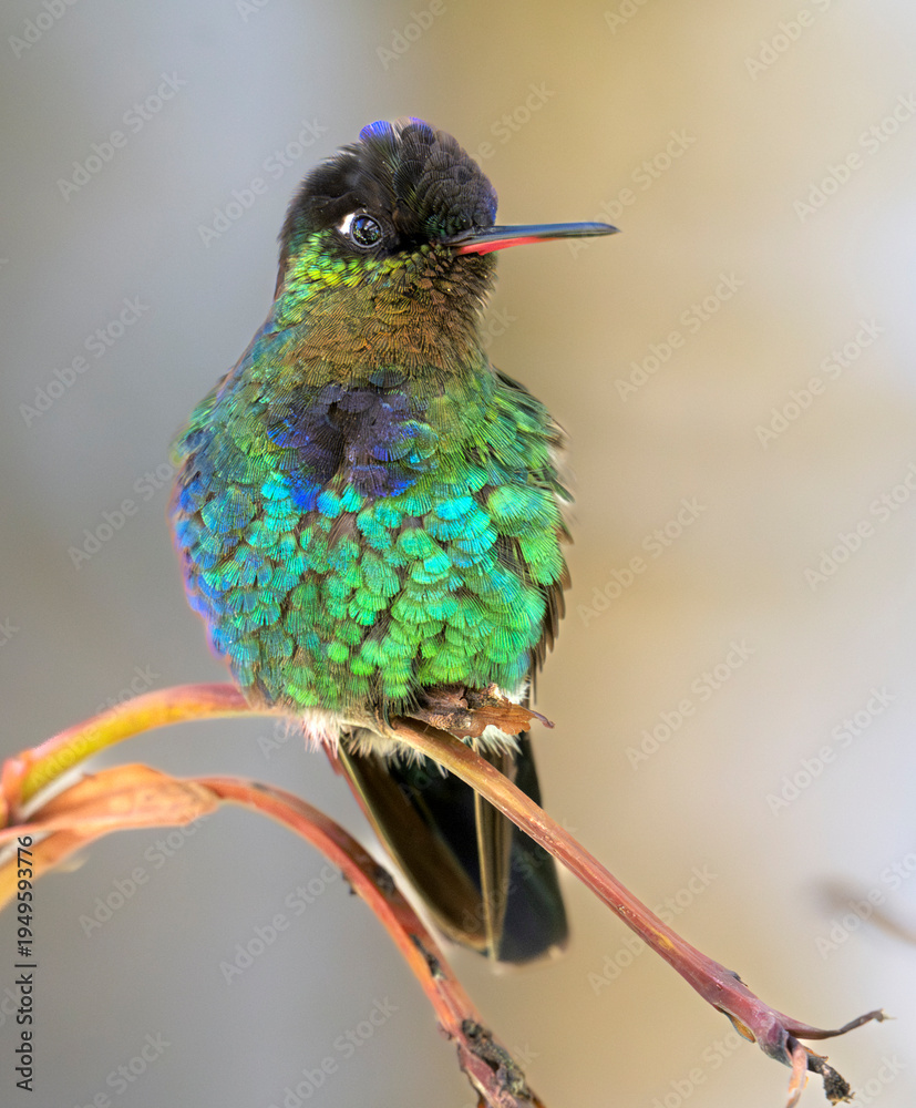 Obraz premium The fiery-throated hummingbird (Panterpe insignis) close up