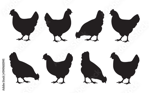 Black chicken silhouettes set on white background showing different poses and positions farm animal vector