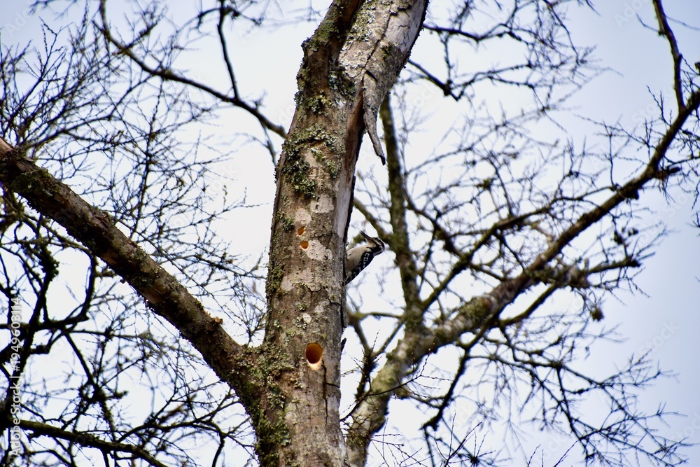 Obraz premium there is a bird perched on a tree branch in the winter