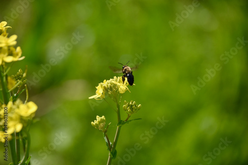 there is a bee that is flying around the flowers
