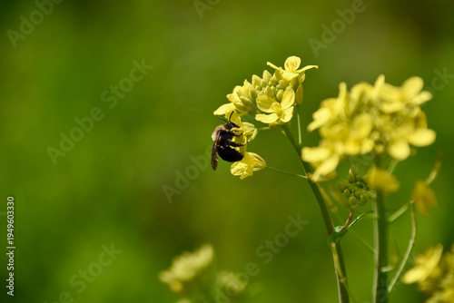 Tableau sur toile there is a bee that is sitting on a flower in the grass