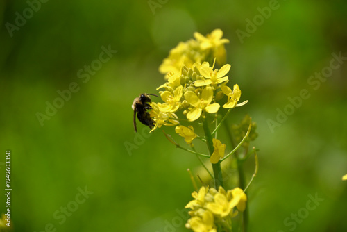 there is a bee that is sitting on a yellow flower