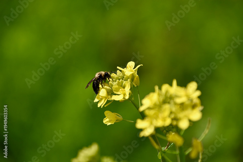 there is a bee that is sitting on a yellow flower