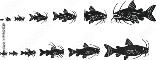 Catfish growth stages set from small fry to large adult vector illustration for fishing education aquatic wildlife lifecycle nature conservation