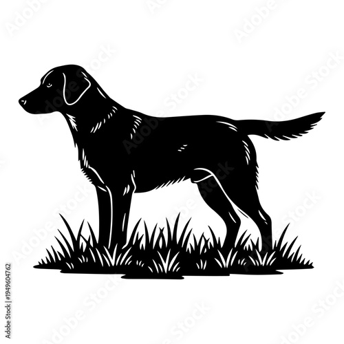A striking black silhouette of a labrador retriever standing in tall green grass high quality