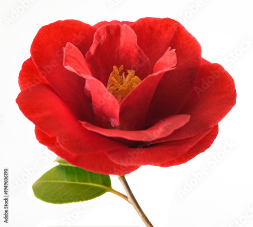 Red camellia flower