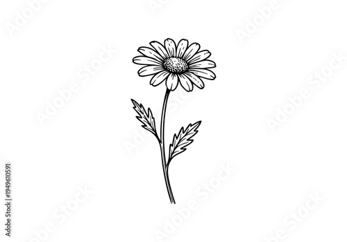 Daisy Flower Hand Drawn Illustration Vector by AZ for Books, Arts, Design and Decoration Graphic Asset