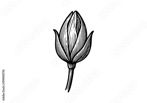 Daisy Flower Hand Drawn Illustration Vector by AZ for Books, Arts, Design and Decoration Graphic Asset