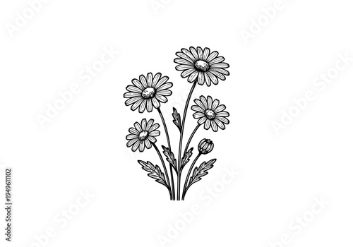 Daisy Flower Hand Drawn Illustration Vector by AZ for Books, Arts, Design and Decoration Graphic Asset