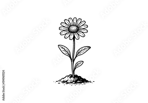 Daisy Flower Hand Drawn Illustration Vector by AZ for Books, Arts, Design and Decoration Graphic Asset
