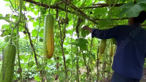 Cultivating Fresh Sponges Gourds in a Lush Garden Setting for Healthy Living