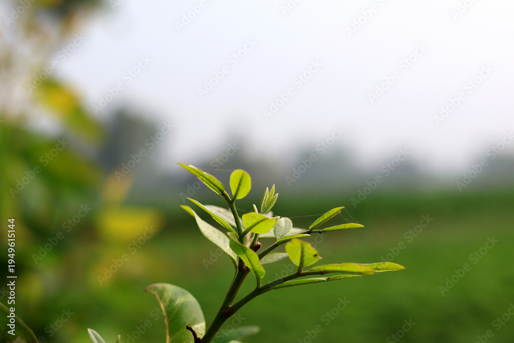 Obraz premium Young Plant Shoot with Fresh Green Leaves