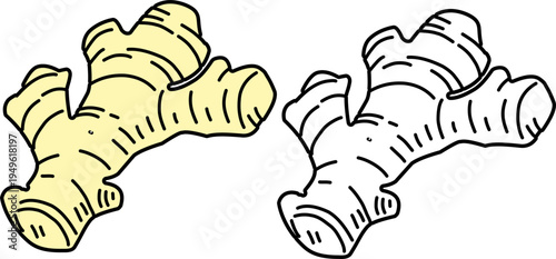 Doodle Ginger Root Hand Drawn. Botanical Rhizome Illustration. Vintage Monochrome Spice Doodle. 