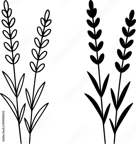 Lavender illustration icon, outline and silhouette, for plant or flower design