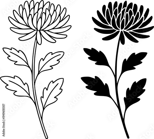 Chrysanthemum illustration icon, outline and silhouette, for plant or flower design