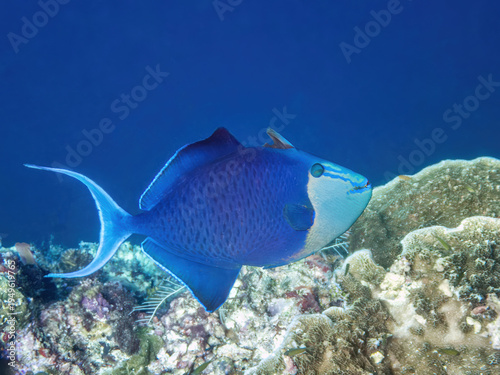 Konstfotografi Red‑toothed triggerfish (Odonus niger), the reefs of Sipadan Island, Sabah, Mala