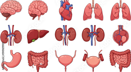 Human Internal Organs Flat Illustration Set