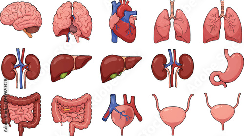 Set of Human Internal Organs Illustration