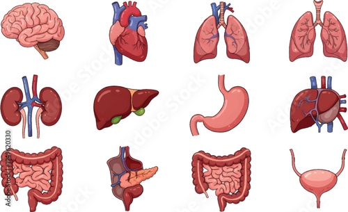 Cartoon Human Internal Organs Set Illustration