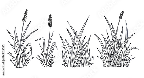 Set of Hand Drawn Cattail Plants in Sketch Style.