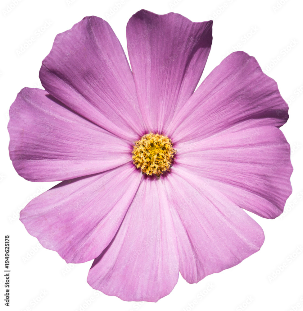 Obraz premium Rose flower Primula macro photo isolated on transparent backround. PNG file